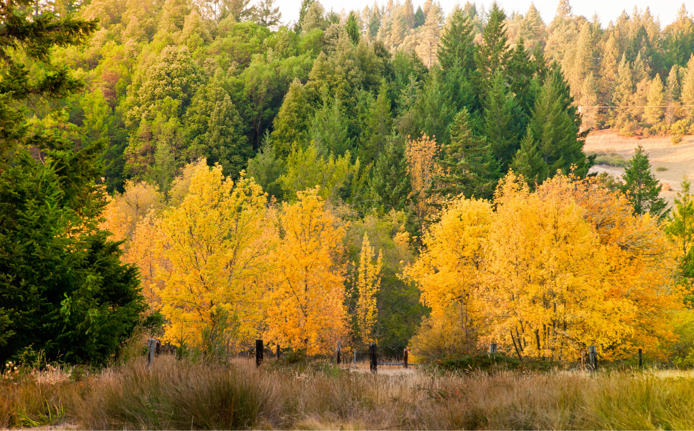 霜降啟幕,共賞秋色斑斕,探尋季節變換的文化韻味!